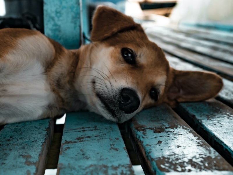 Giardia in dogs what it is and how to treat it